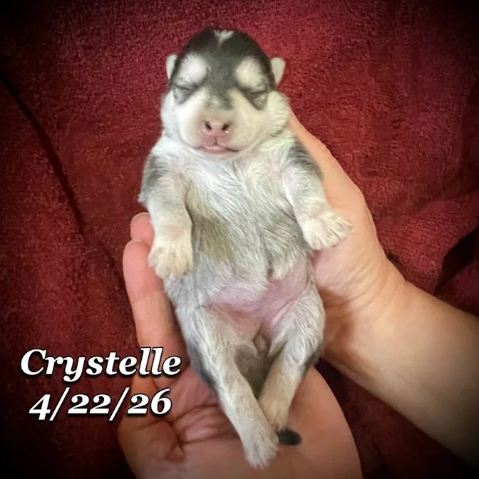 04-22 z crystelle e08df628-77cd-4341-a6d9-bd74506c6458.jfif
