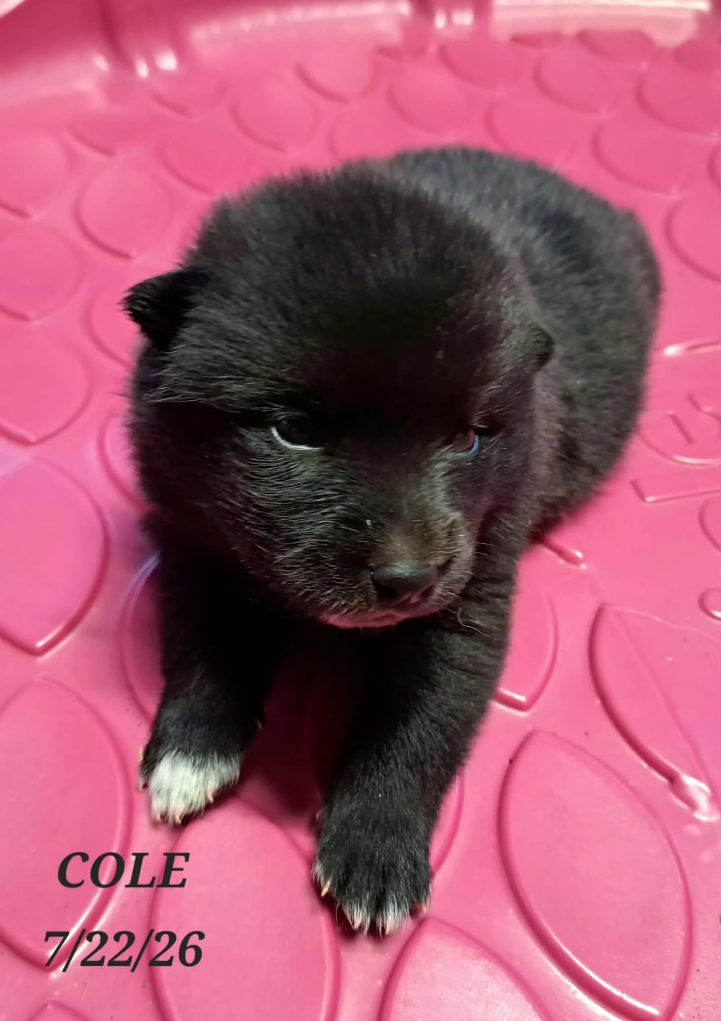 07-22 i cole a003286e-5848-422f-af36-ec68db3d71a6.jfif