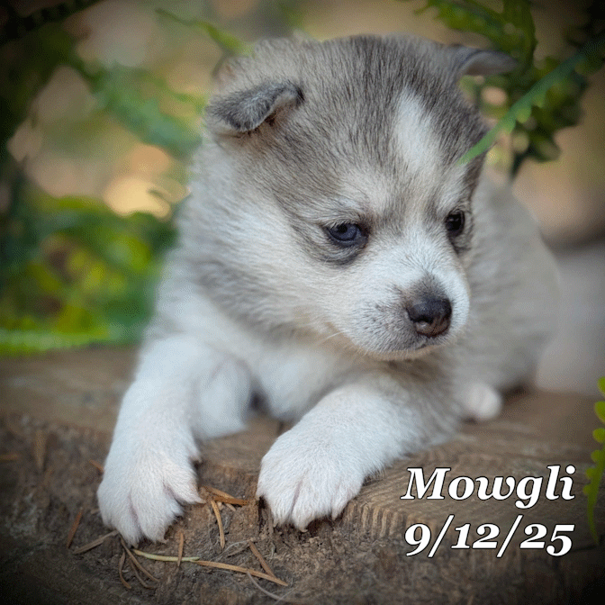 09-11 mowgli c8d16714-3a81-4327-b8c8-5a8b698a2bfe.gif