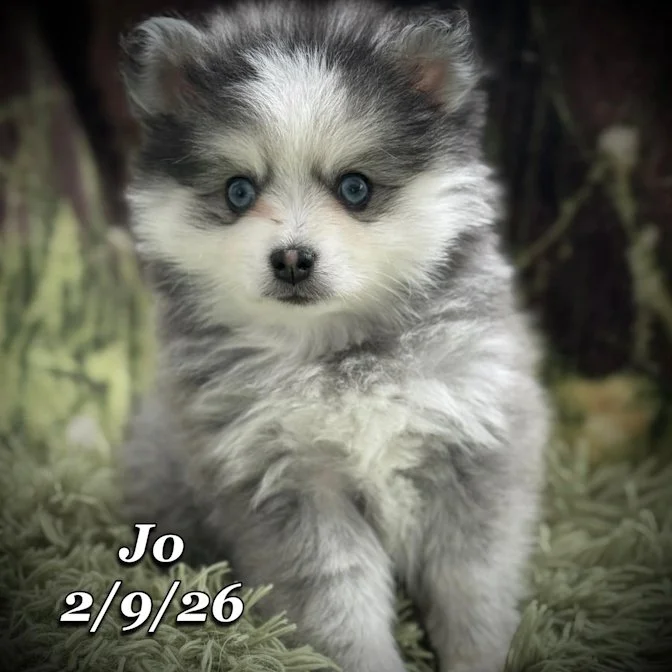 02-09 s jo 336f1b74-cbfe-4908-936d-431e69eeff5e.jfif