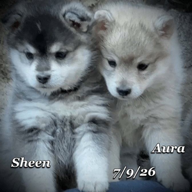 07-09 sheen 13a7d258-496e-44f5-bf4b-03d9c28a0a3e.gif