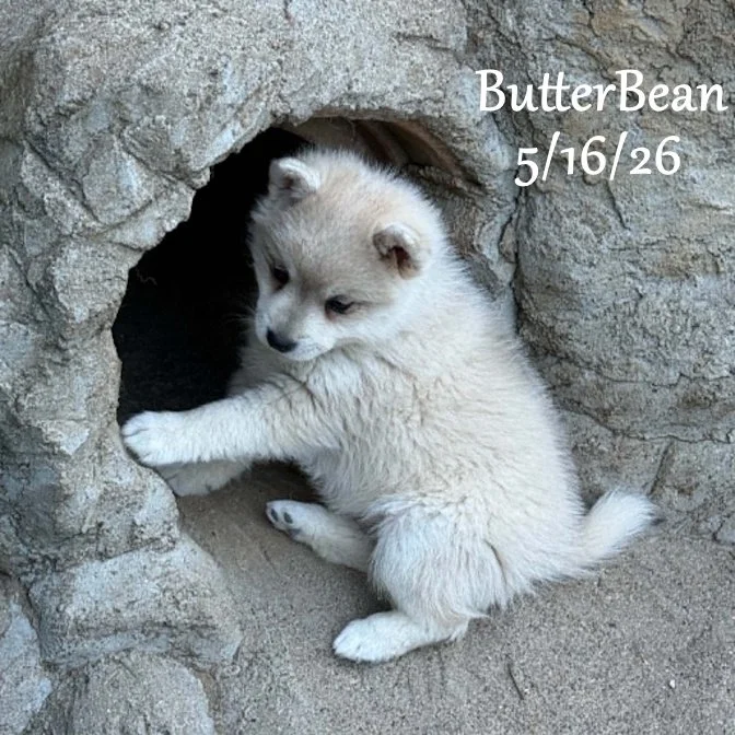 05-16 j butter 429206db-df9b-490f-b4a9-a69e34d3a080.jfif