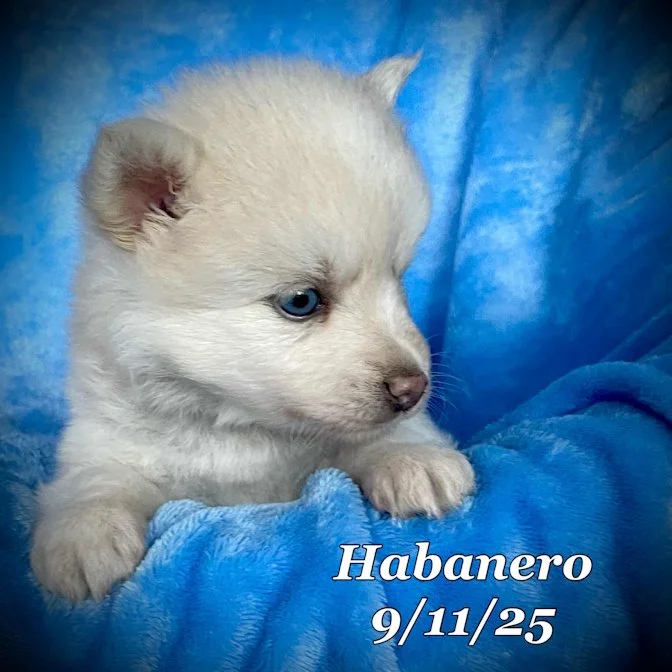 09-11 habanero 114aa6ba-a4a2-4293-8bf1-f5c0a1dc5ac1.jpg
