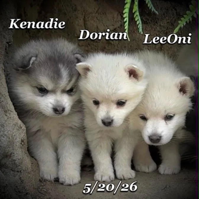 05-20 z dorian 01214926-a8a2-438c-a9ca-f10579ab25b7.jfif