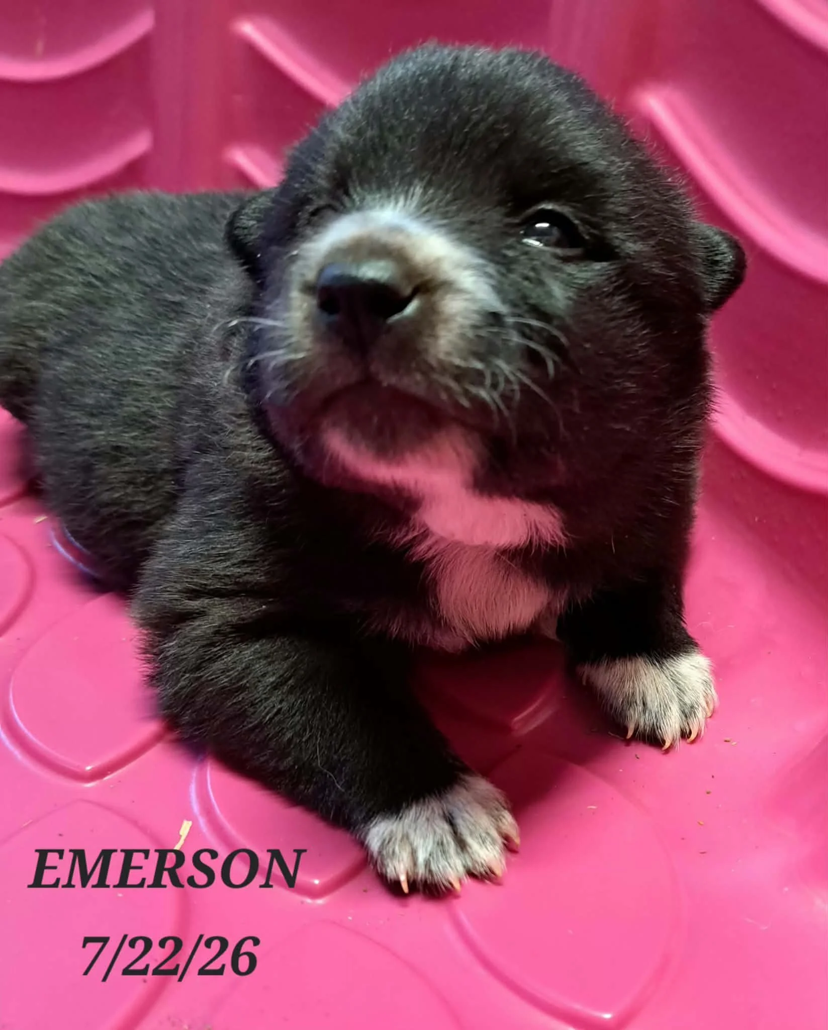 07-22 i emerson 996988cd-81b9-44a6-978a-3542a3a8c04f.jfif
