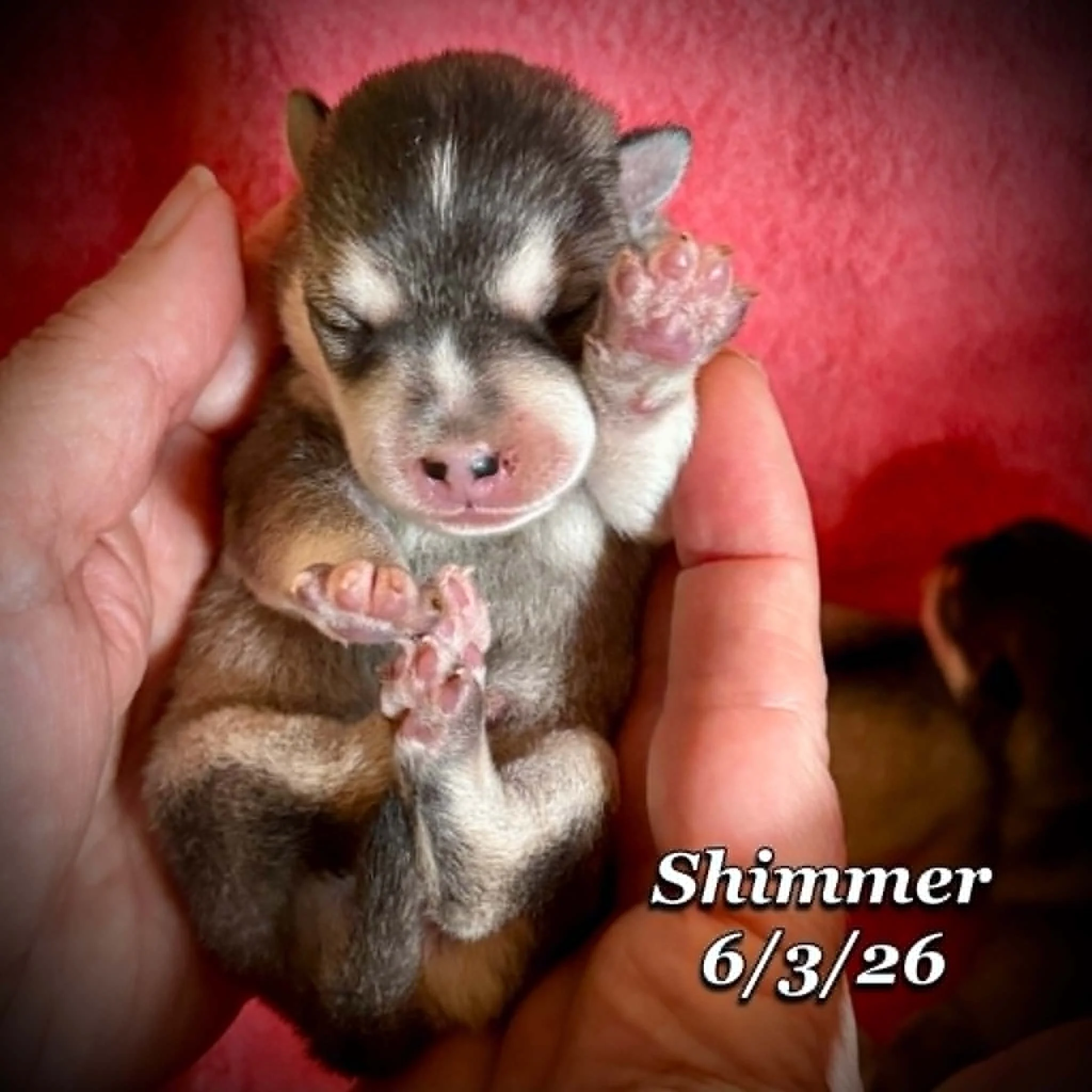 06-03 n shimmer edcce7a3-6a72-4de0-a30d-8bb7f12c30cf.jfif
