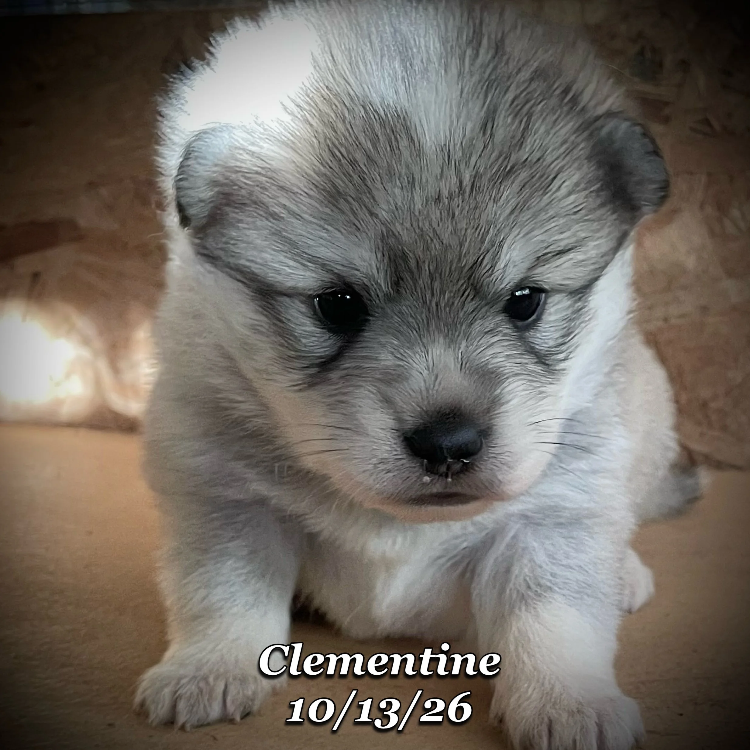 10-13 jd clementine phonto 19.JPG