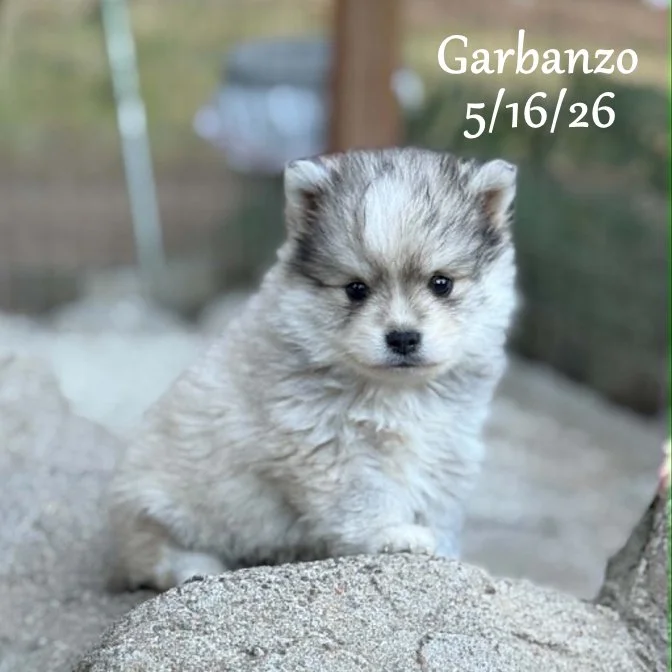05-16 j garbanzo 59559b79-b4d1-4fa8-9b1e-0274201d9e32.jfif