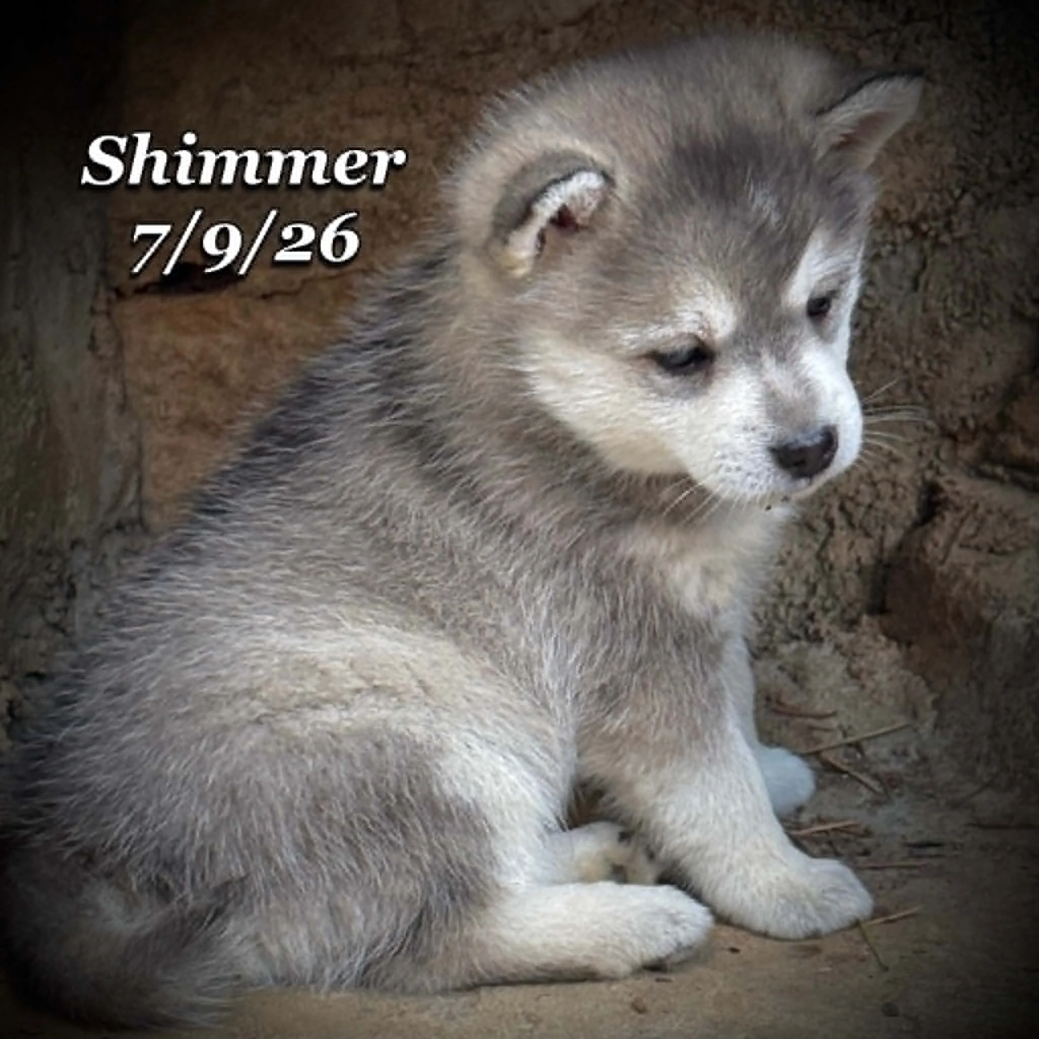 07-09 shimmer b955ccdf-20d3-4b18-8a36-b75cf7a0c467.jfif