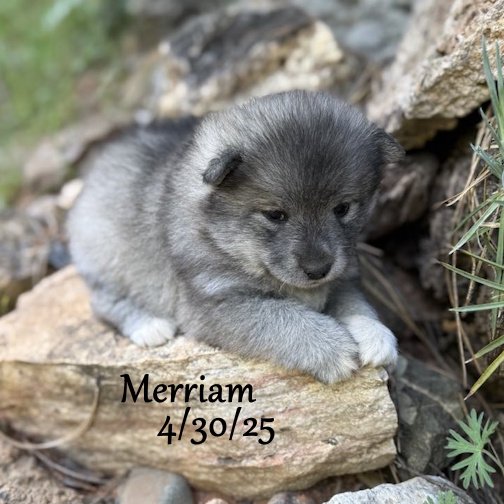 04-30 merriam 1e76162d-8ede-43e6-b54e-4ffd51d211d6.jpg