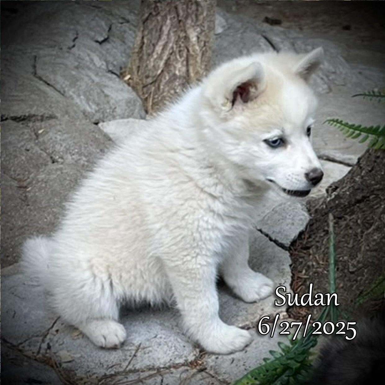 Sudan 6.jpg