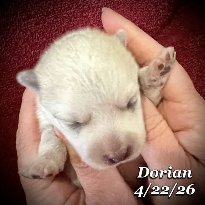 04-22 z dorian 62e2020f-caab-43a2-ac6b-8731e7bc0d74.jfif