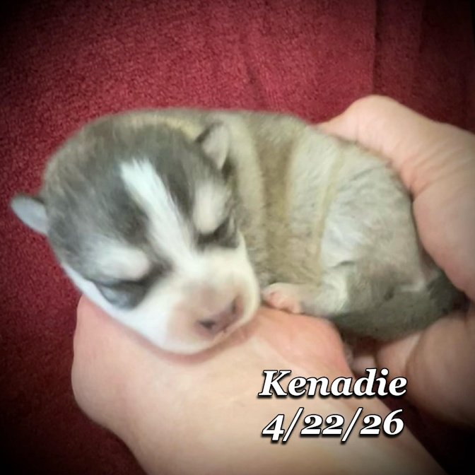 04-22 z kenadie 6a0fff3c-41bc-471e-be7d-a2f53ba57123.jfif