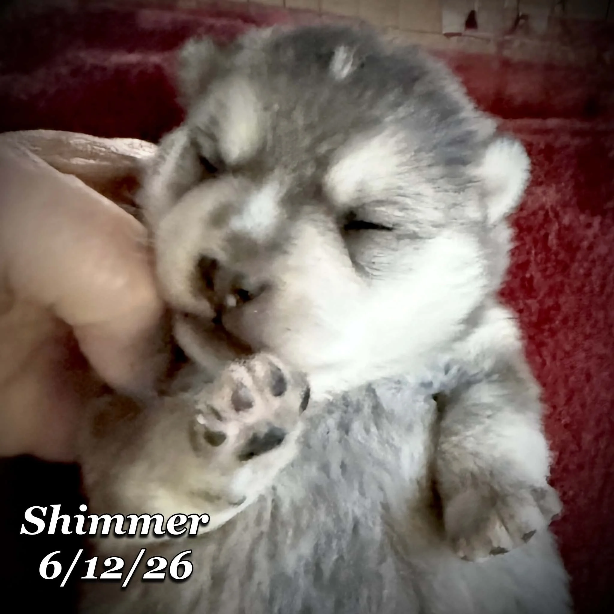 06-12 n shimmer ca0afe2b-a903-4cce-8c40-f3363c9495d1.jfif