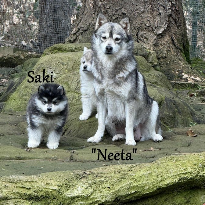 00- neeta bf1b9866-8bb7-45cc-84df-0b78209fb652.jfif