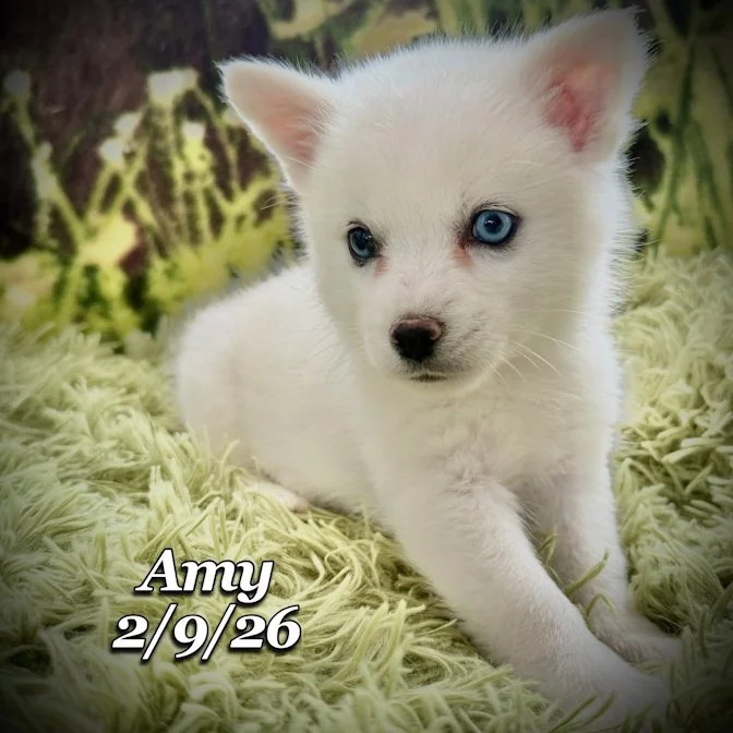 02-09 s amy cebc5355-b5ea-475a-8f70-273cfcba34c1.jfif