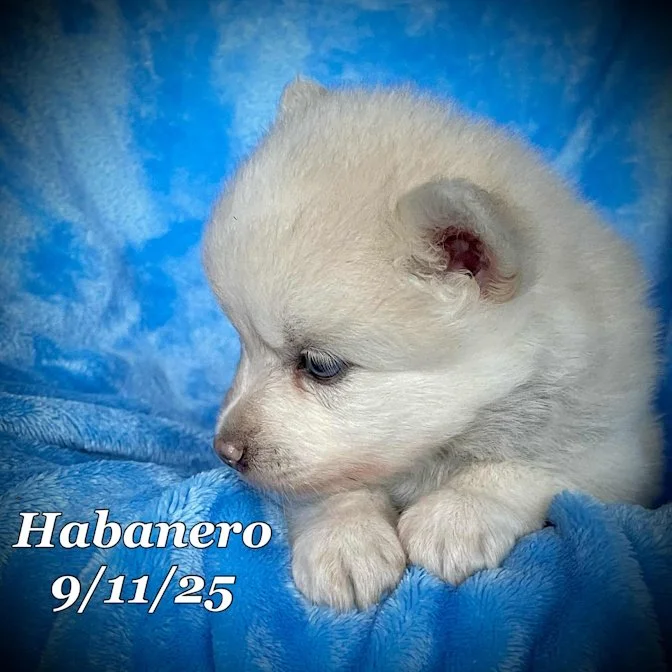 09-11 habanero dc7ccaba-0eef-49c4-bb6f-2196fae365d6.jpg