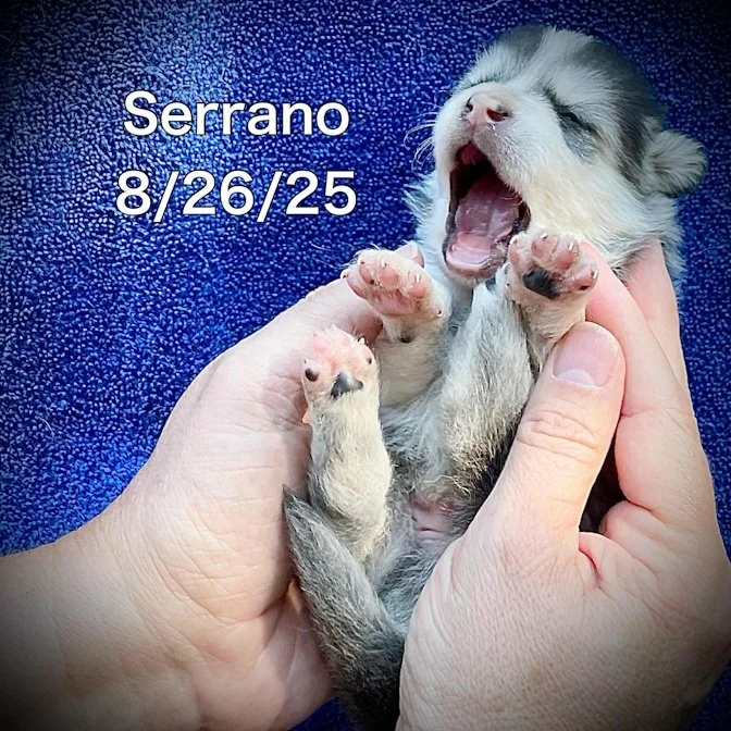 08-26 serrano 9cc09191-e19c-44ff-a959-6ddc8d3dd349.jpg