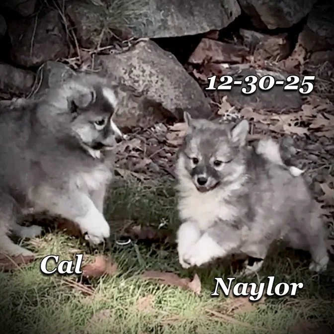 12-30 cal naylor 552e29da-2776-4d88-8b9f-121d335fc578.jfif