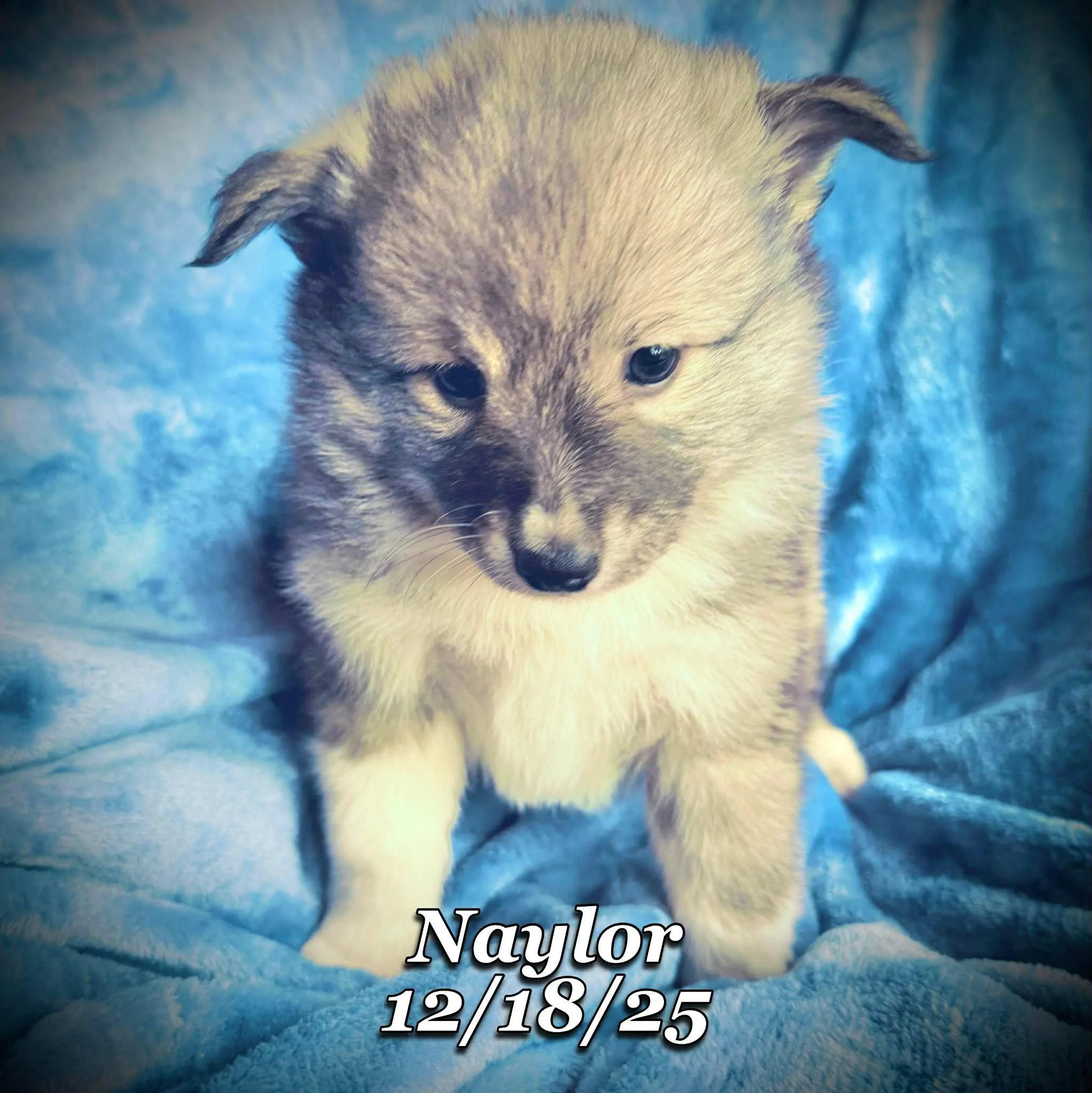 12-18 naylor e1501a6c-a8ab-49d5-82fd-94cd199307cc.jfif