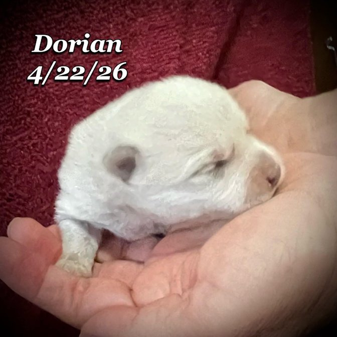 04-22 z dorian a0de1228-baec-4445-98ec-210f7f2eebbf.jfif