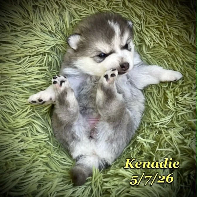 05-07 z kenadie e52858b8-27bc-4e68-adeb-4c7c8a53ba8d.jfif