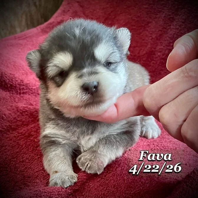 04-22 j fava b3d75bd2-6171-410f-8750-b946389abd6e.jfif