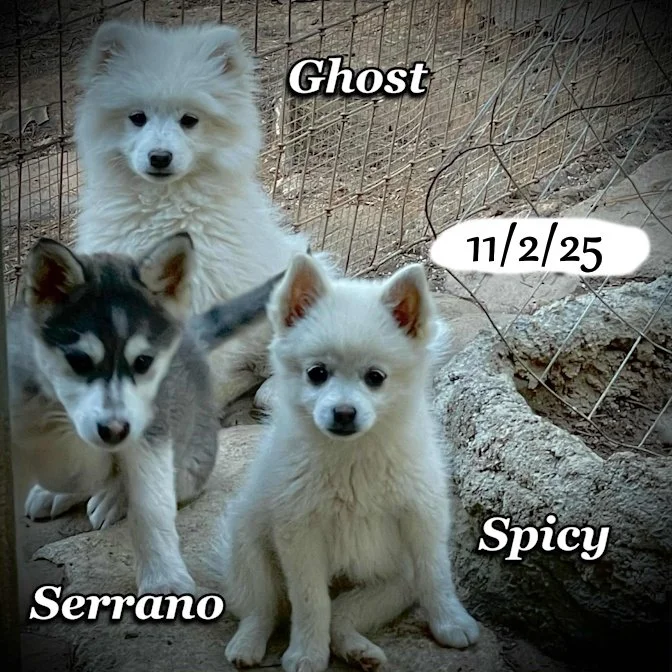 11-02 serrano ba5a70ae-aaa7-494c-bfb1-a2ff0414cb5f.jfif