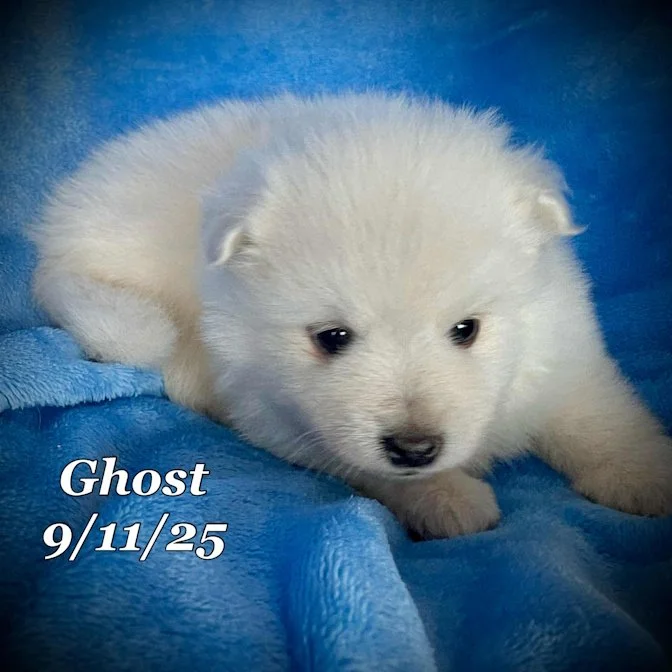 09-11 ghost 89b508d0-7bc8-4716-8e02-27a5d9d21443.jpg