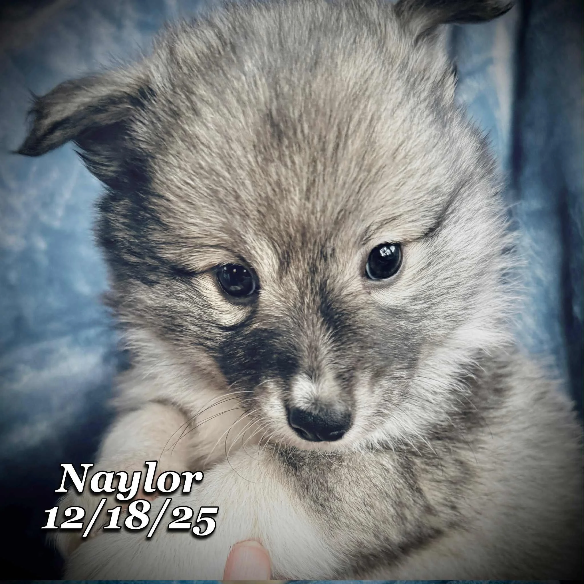 12-18 naylor a7548a23-d1ea-4273-9755-420ee4d71d7c.jfif