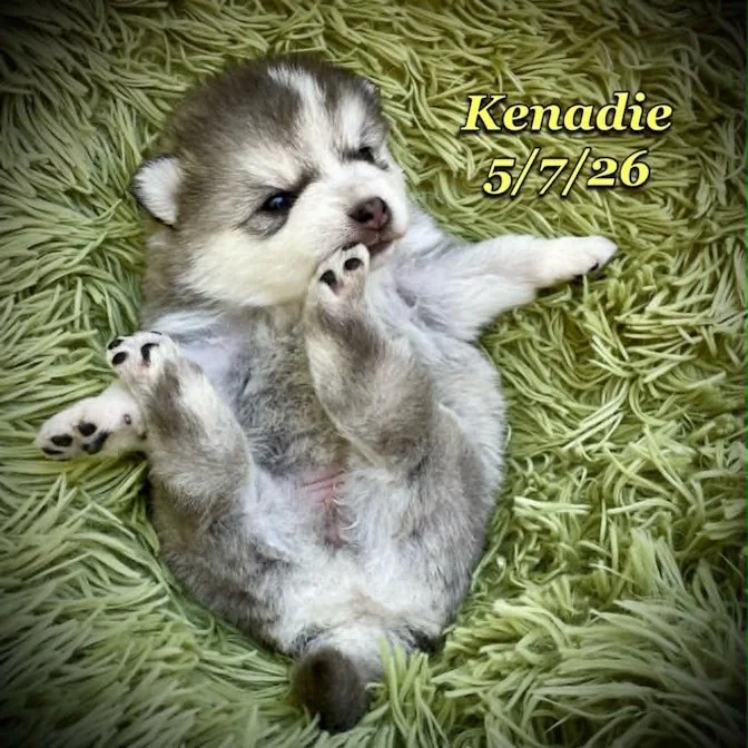 05-07 z kenadie 054aa0db-4501-4de7-a9ef-4a77d3498f73.jfif