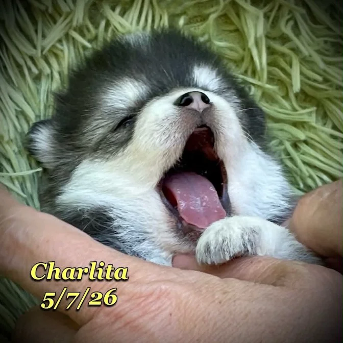 05-07 z charlita 26939e3e-20e9-403c-a3e4-8a7f4a0fe92a.jfif