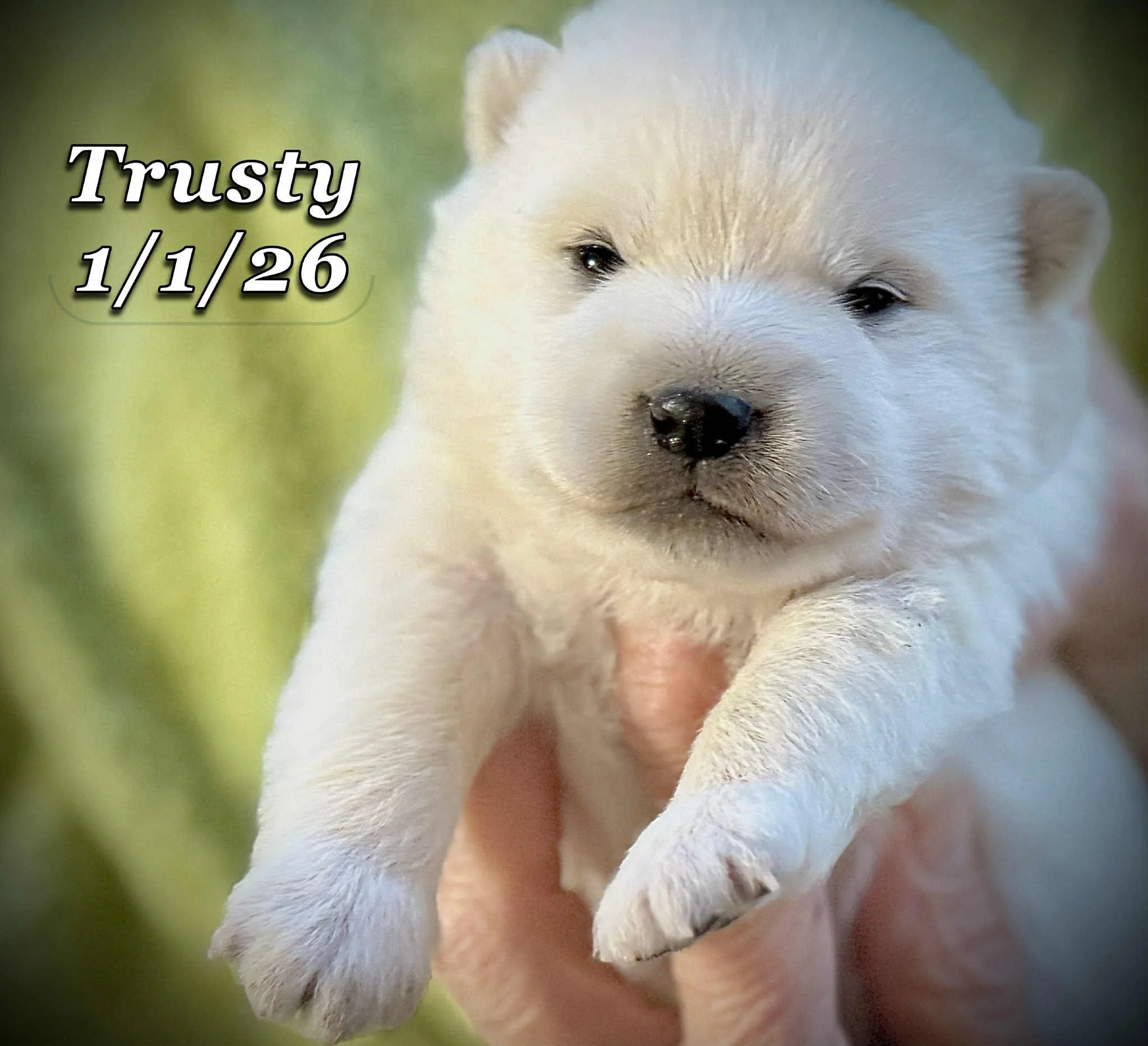 01-01 trusty 673a4f4a-4c9f-433c-b441-b8995883cf9f.jfif