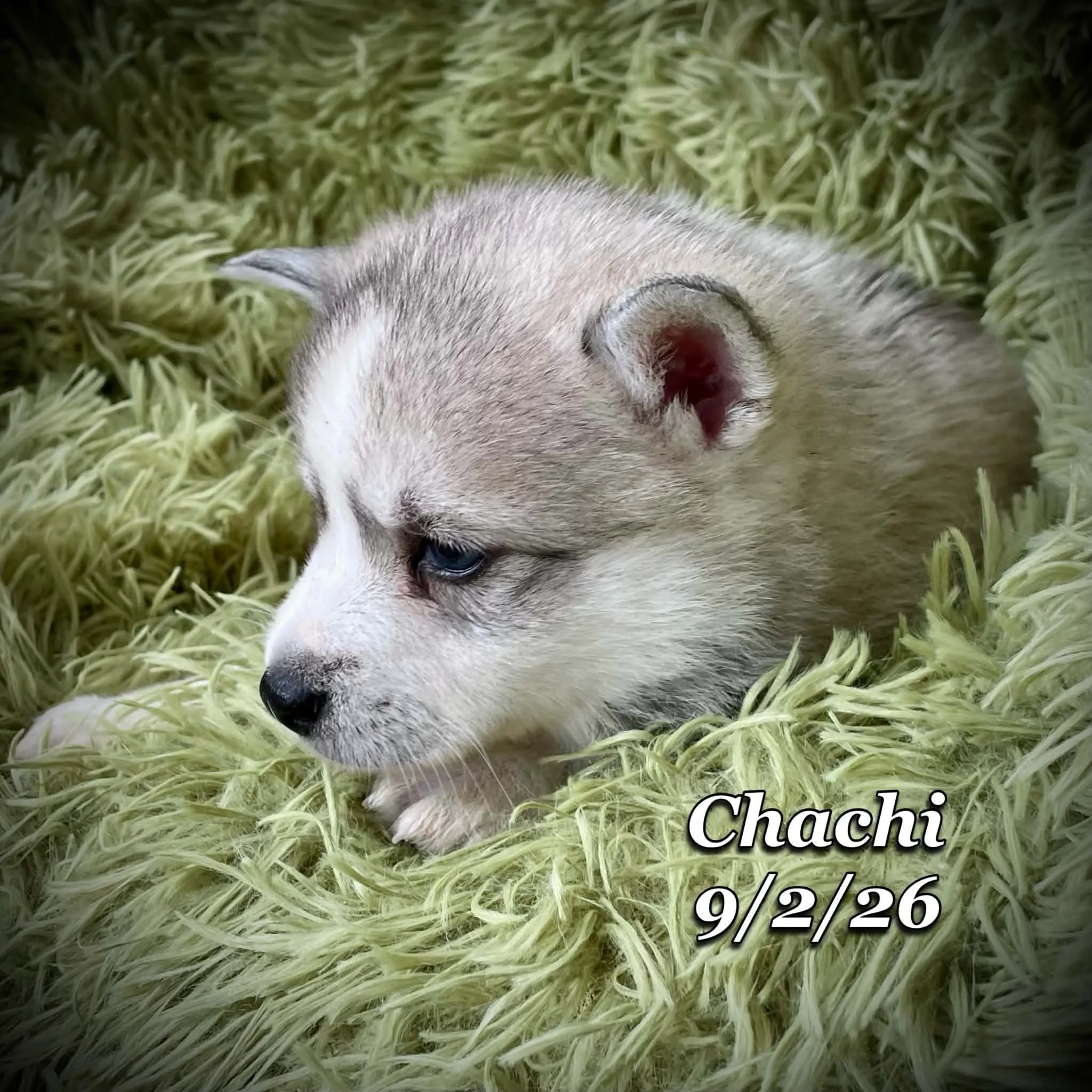 09-02 chachi f0762879-3ab0-41a0-9581-05af9c715af1.jfif