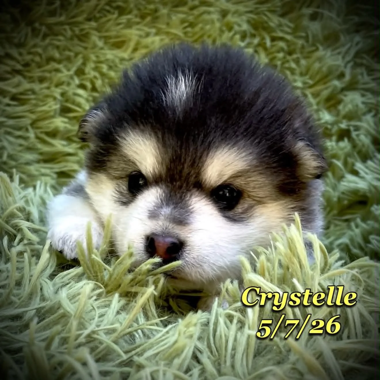 05-07 z crystelle 3c81b3c9-a8f8-41c5-a6b9-9c92fa9897ea.jfif