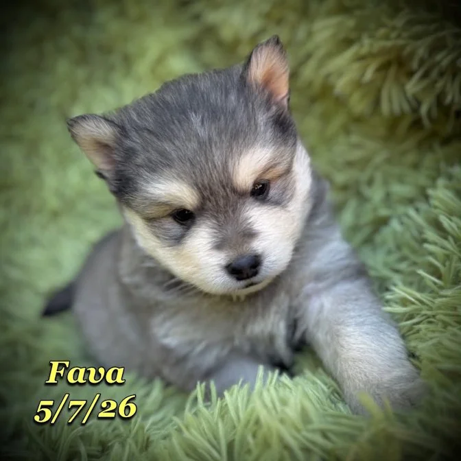 05-07 j fava 6872b41f-2aeb-4928-aa07-d81a1f404a43.jfif