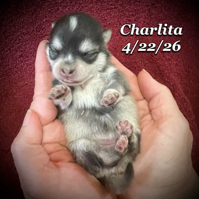 04-22 z charlita 5eb07283-7192-4ae6-894b-aaec217c5233.jfif