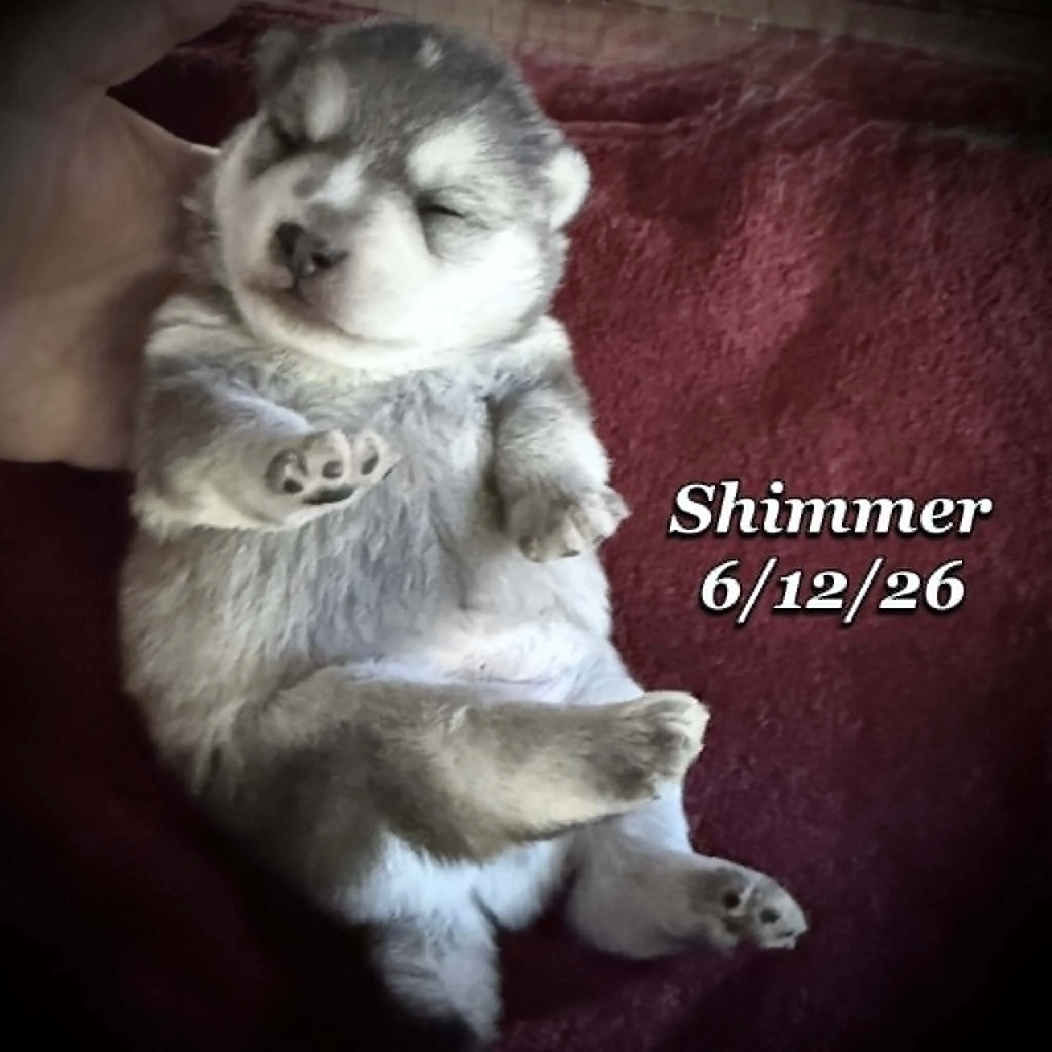 06-12 n shimmer eb0088a6-f870-4ea3-b561-ce151dcbdf25.jfif