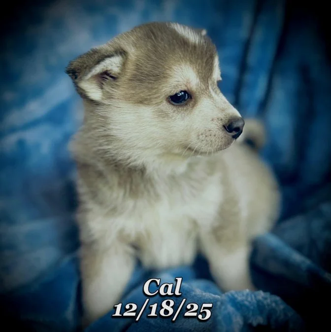 12-18 cal 4e42cb87-65de-49ed-bb32-615d3b4e67cb.jfif