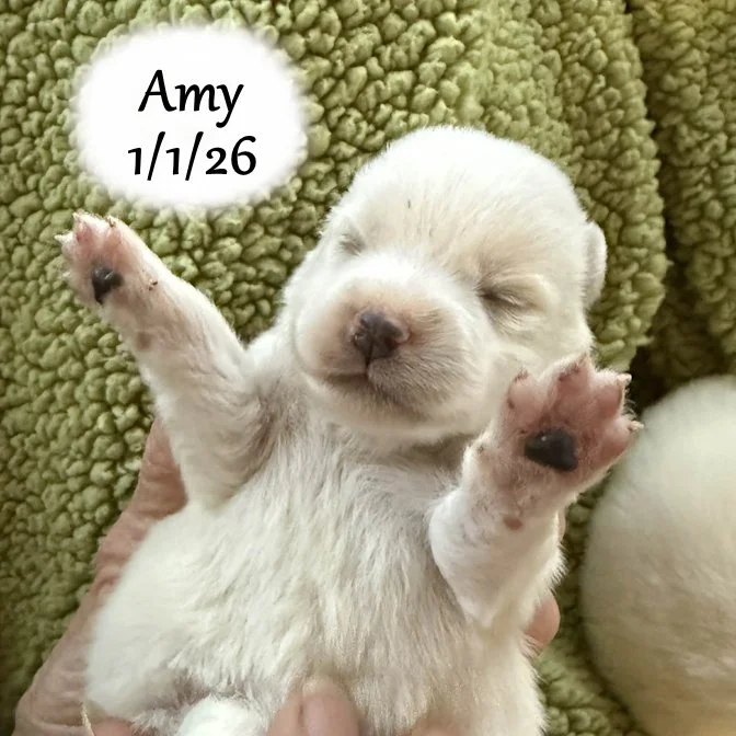 01-01 s amy 7bf13fb0-ba39-494a-b4b6-4e28c835c5f4.jfif