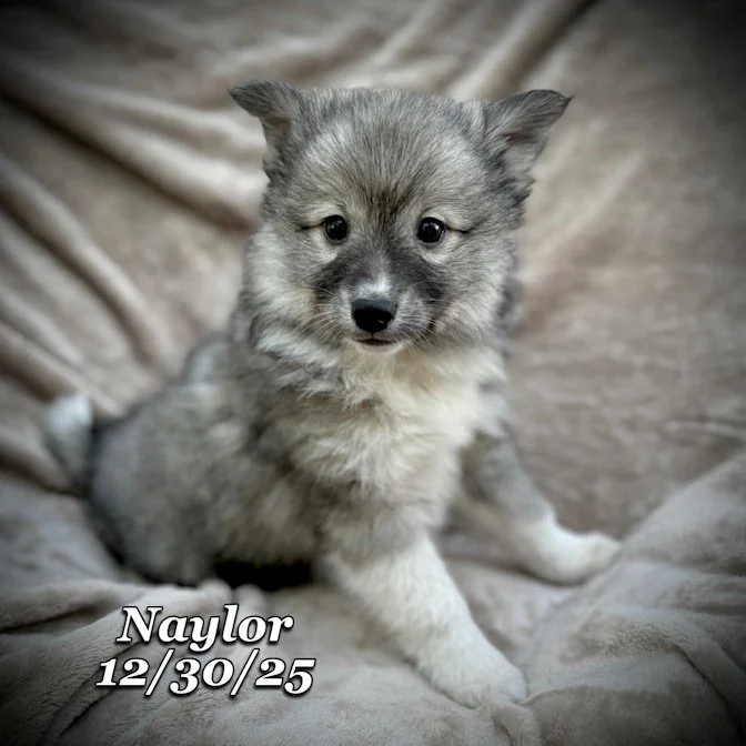 12-30 naylor 8f1e5045-20f3-4575-a6a5-68014b4146a1.jfif