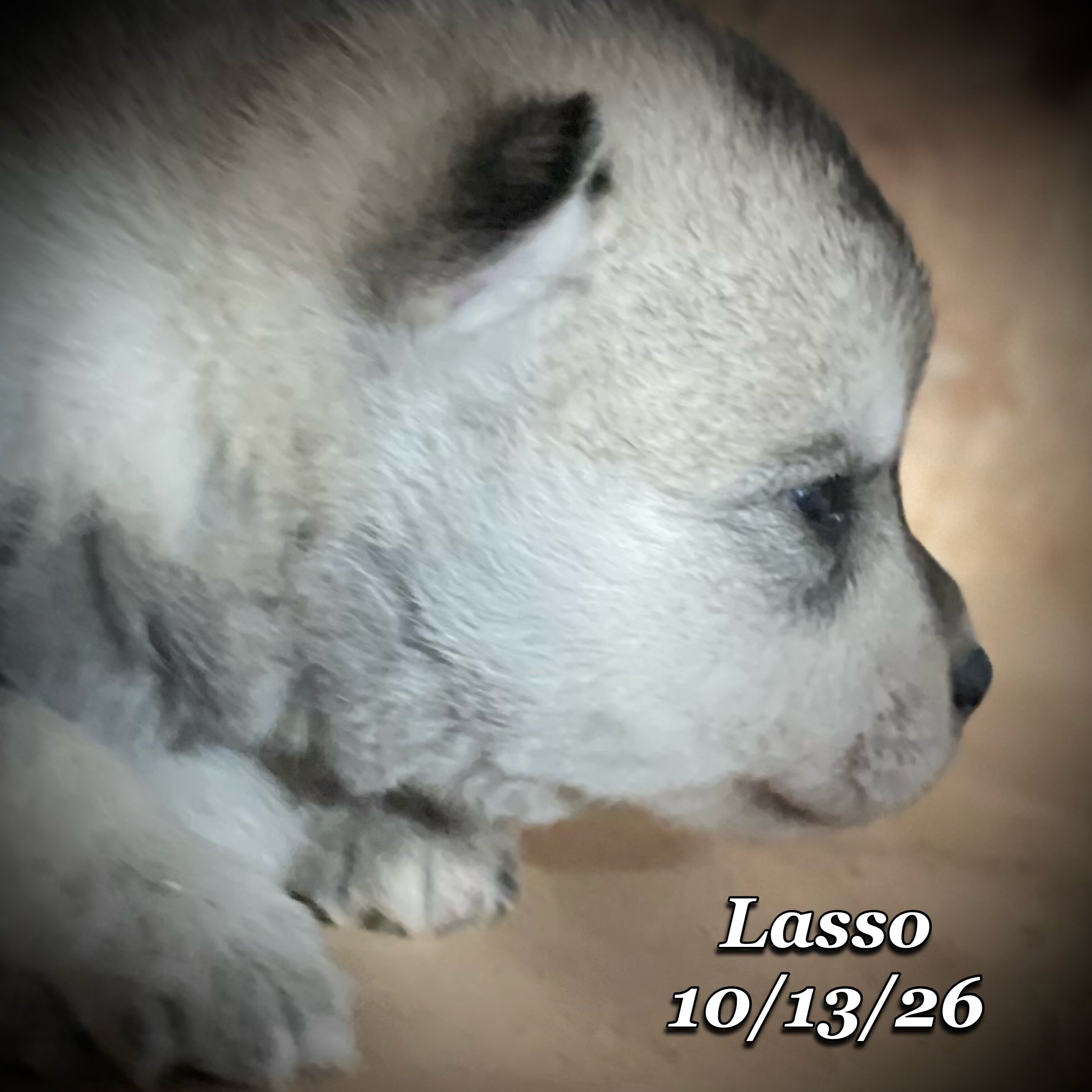 10-13 jd lasso phonto 25.JPG