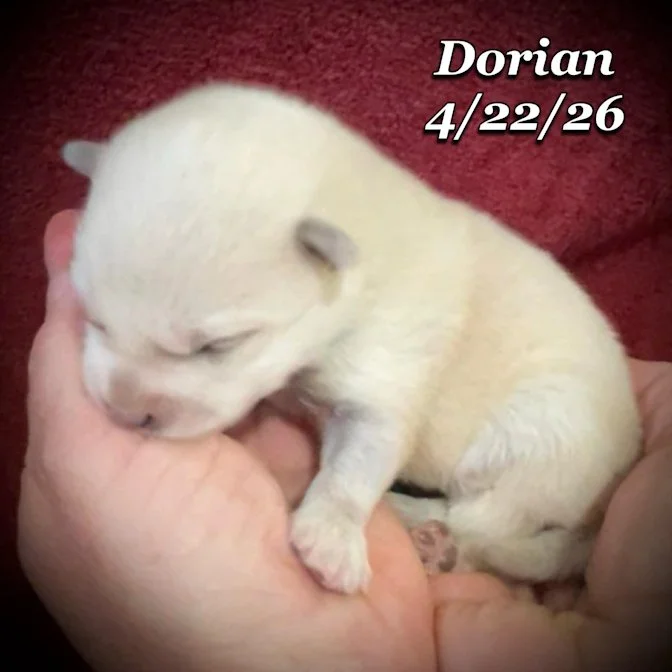 04-22 z dorian a9155c6f-a697-4b93-9a6a-74088ace93d9.jfif