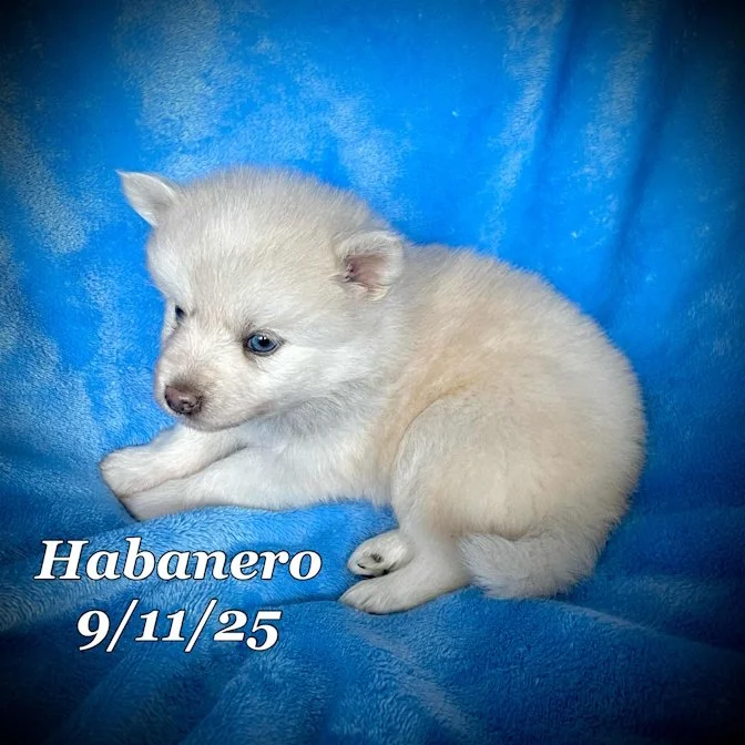 09-11 habanero f6e07231-470b-490a-84ef-2a16daf31816.jpg