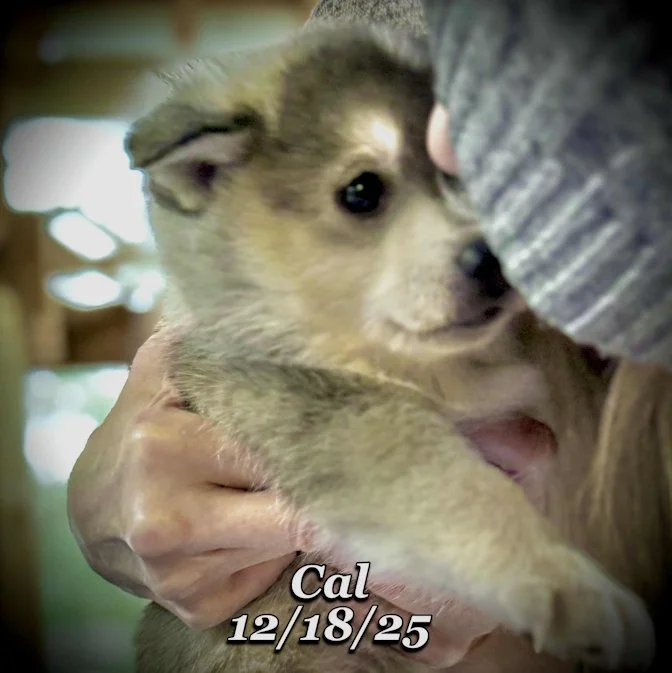 12-18 cal b554f0eb-e8c8-4f18-ab7f-611052404a7e.jfif