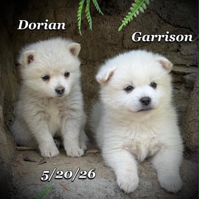 05-20 z dorian f84b8aac-66e9-428f-a219-adaabc4822e0.jfif