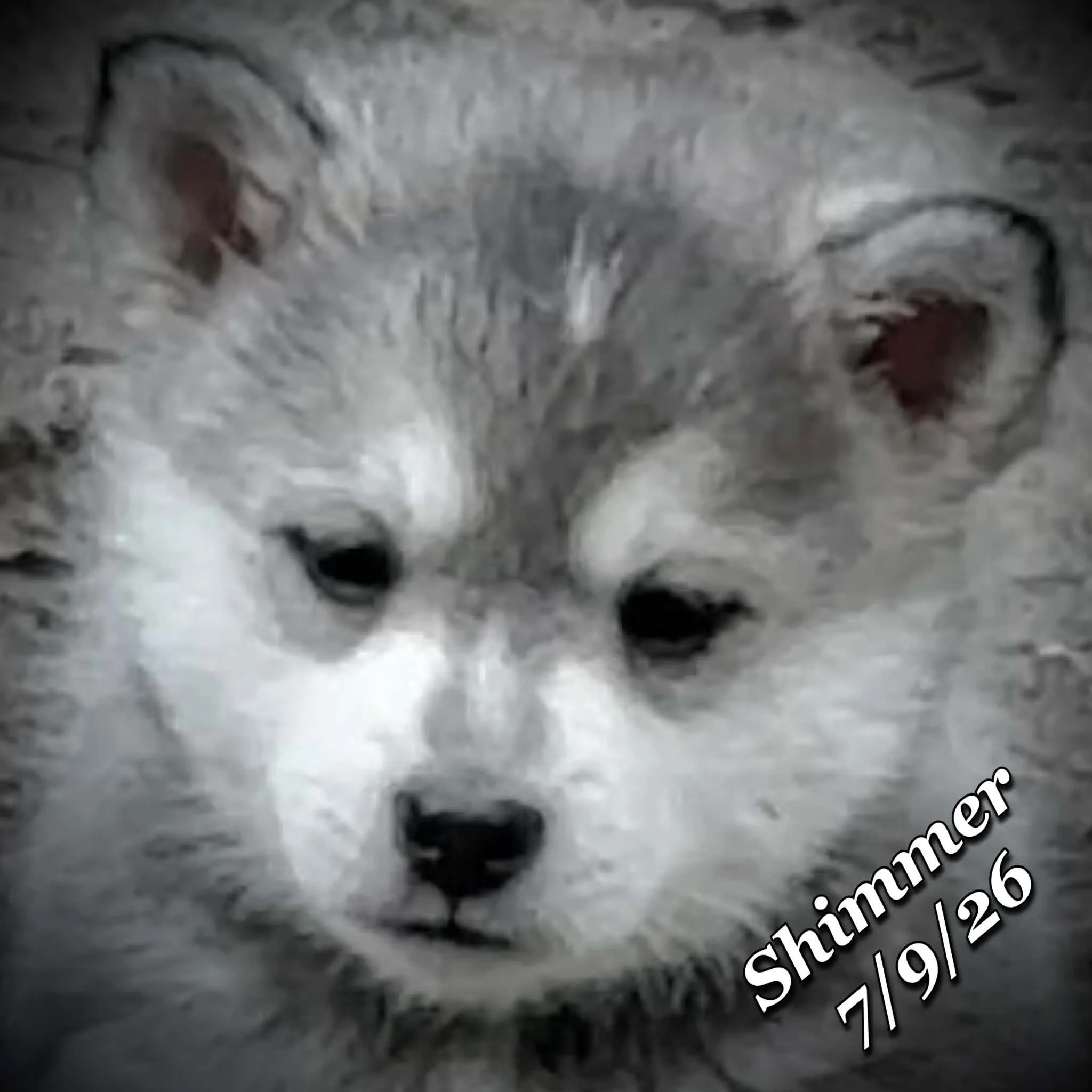07-09 shimmer 617b0985-d459-4c67-ac50-9c768fd179e9.jfif