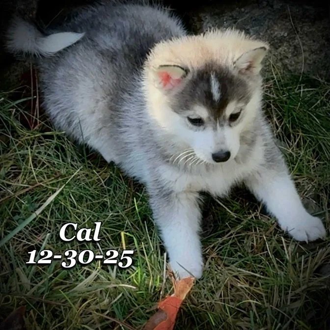 12-30 cal fd948d30-3d30-4175-bbb9-1927d21c194f.jfif