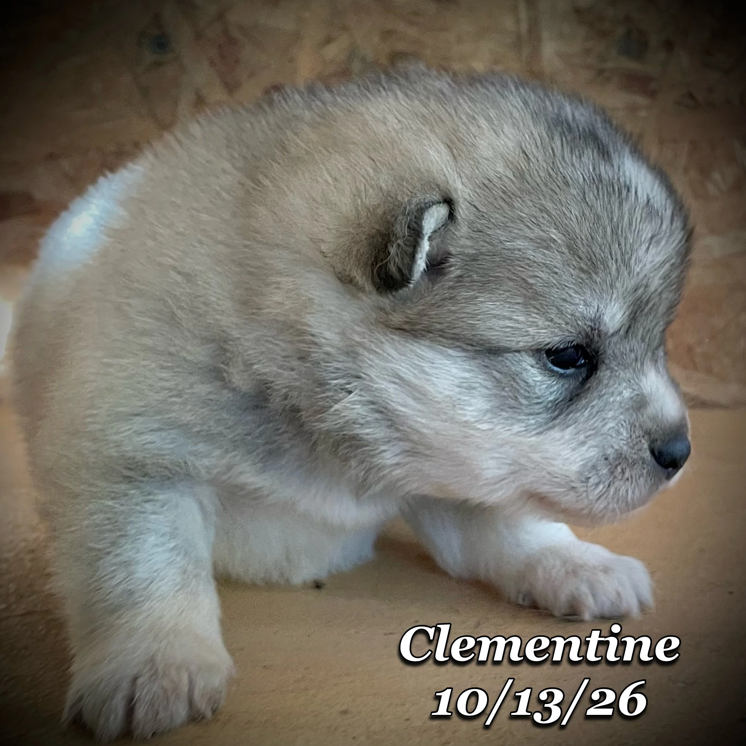 10-13 jd clementine phonto 16.JPG