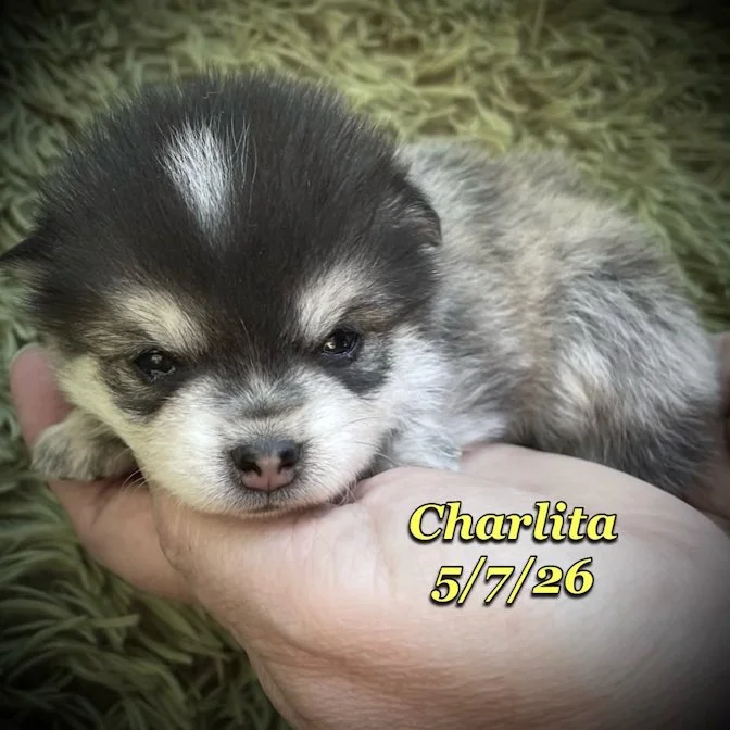 05-07 z charlita f5b264e2-ca6a-4998-9f14-6ac29b28f749.jfif